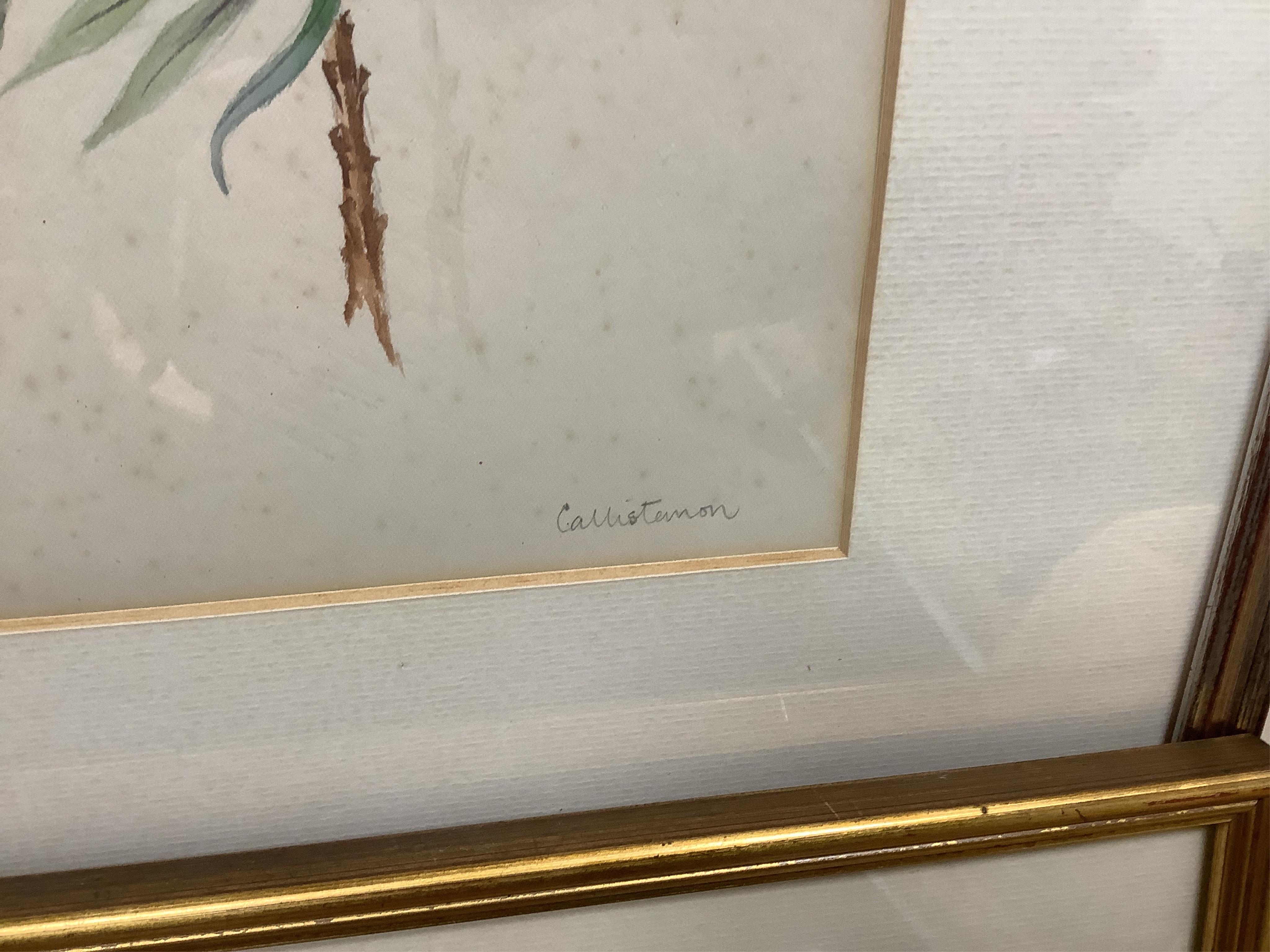 Late 19th / early 20th century school, set of eighteen watercolours, botanical studies, some with Latin pencil inscriptions, unsigned, 29 x 22cm